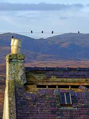 31 
ruin in Balallan, used for nesting by Starlings